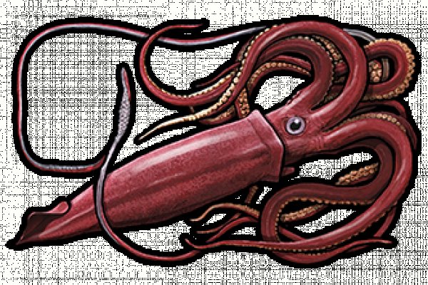 Kra37cc