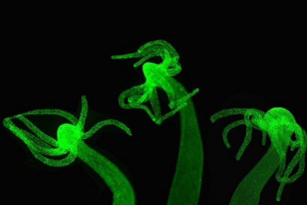 Kraken 25 at